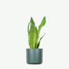 plants-ecommerce-product-featured-img-3 Sansevieria Golden Flame