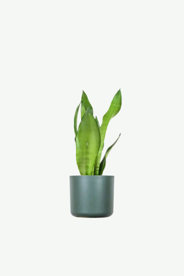 plants-ecommerce-product-featured-img-3 Sansevieria Golden Flame