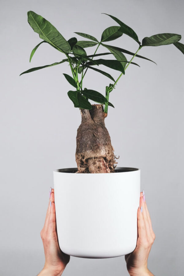 plants-shop-product-gallery-img-17 Pachira Braid