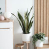 plants-shop-product-gallery-img-8 Sansevieria Golden Flame