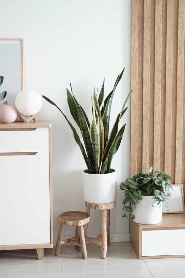 plants-shop-product-gallery-img-8 Sansevieria Golden Flame